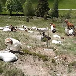 Am Geissberg *