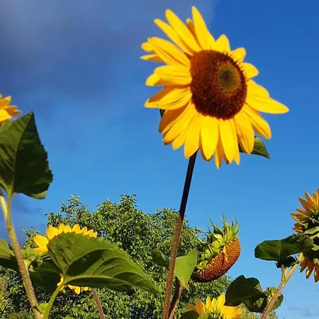 Appartement Am Geissberg *