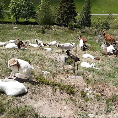 Am Geissberg Appartement *