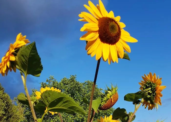 Lägenhet Am Geissberg *